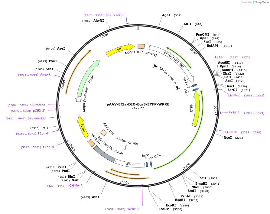 186417-plasmid-map-sequence-id-368004