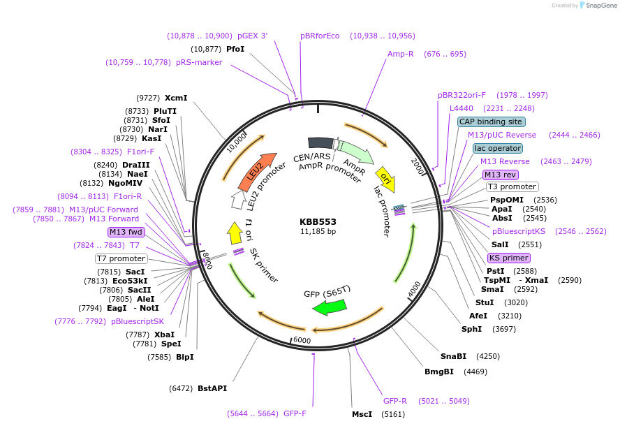 185107-plasmid-map-sequence-id-368005