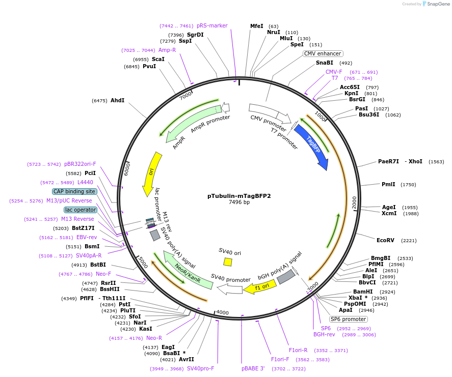 184931-plasmid-map-sequence-id-368011