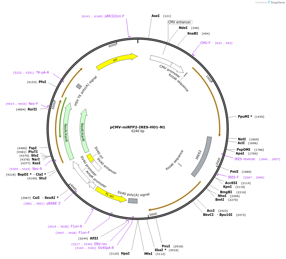 178967-plasmid-map-sequence-id-368024