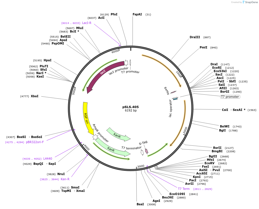 187203-plasmid-map-sequence-id-368053