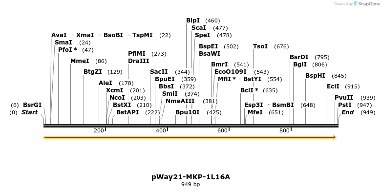 36806_map