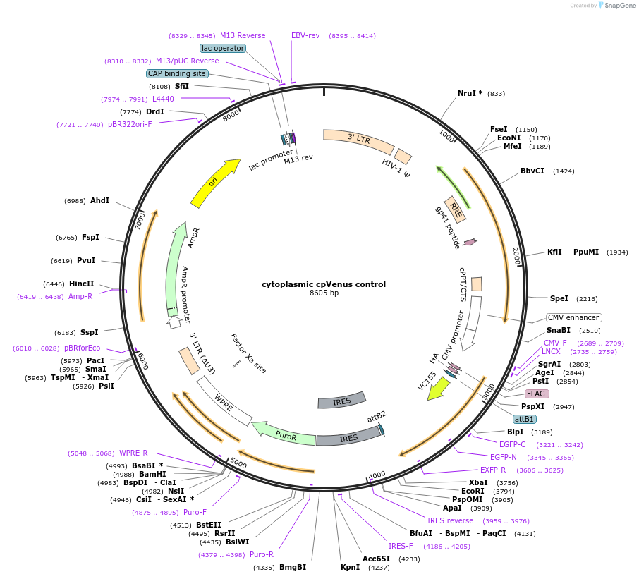 186788-plasmid-map-sequence-id-368061