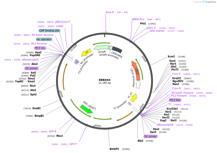 185097-plasmid-map-sequence-id-368067