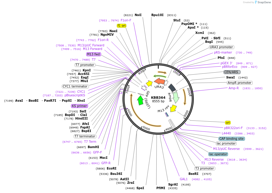 185083-plasmid-map-sequence-id-368070