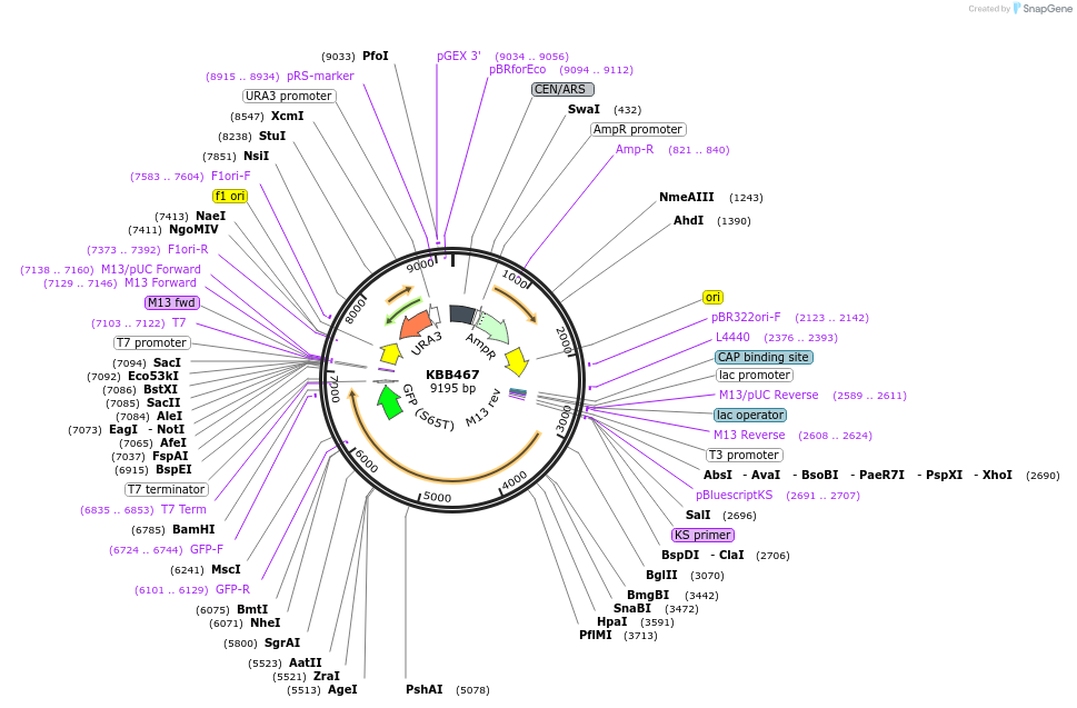 185100-plasmid-map-sequence-id-368074