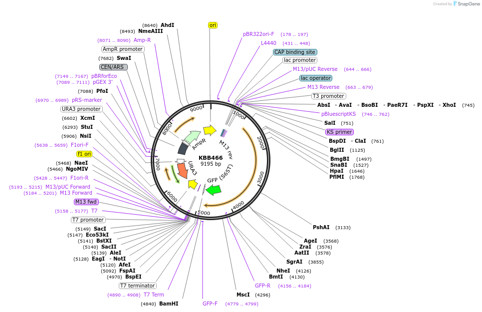 185099-plasmid-map-sequence-id-368075