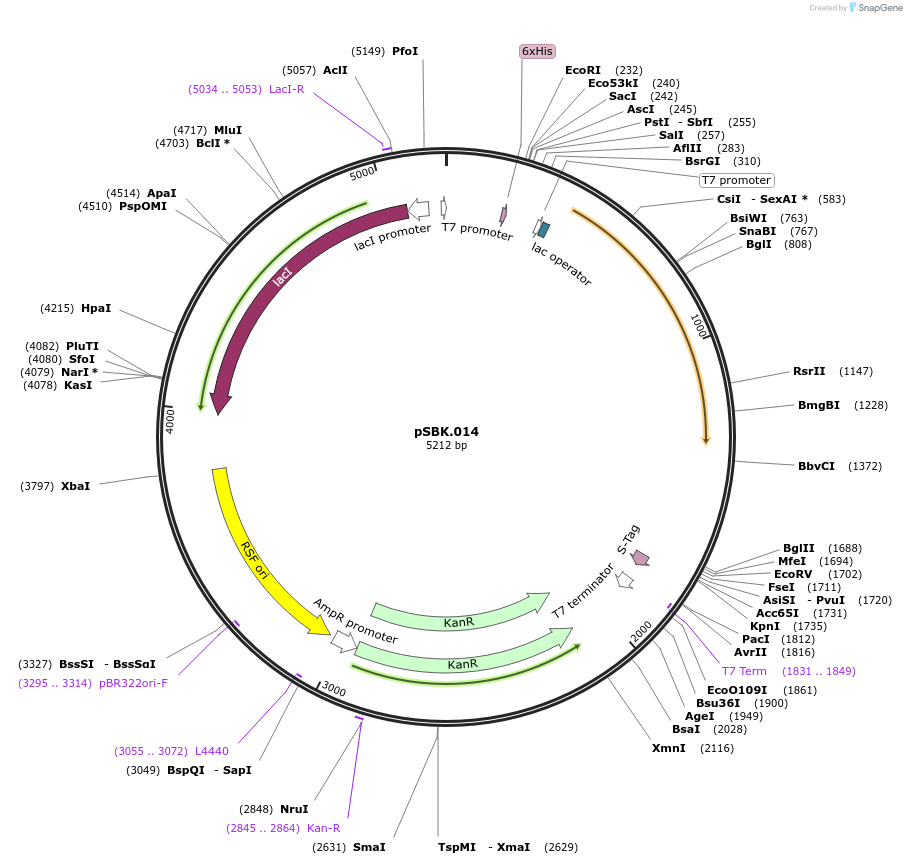 187215-plasmid-map-sequence-id-368076