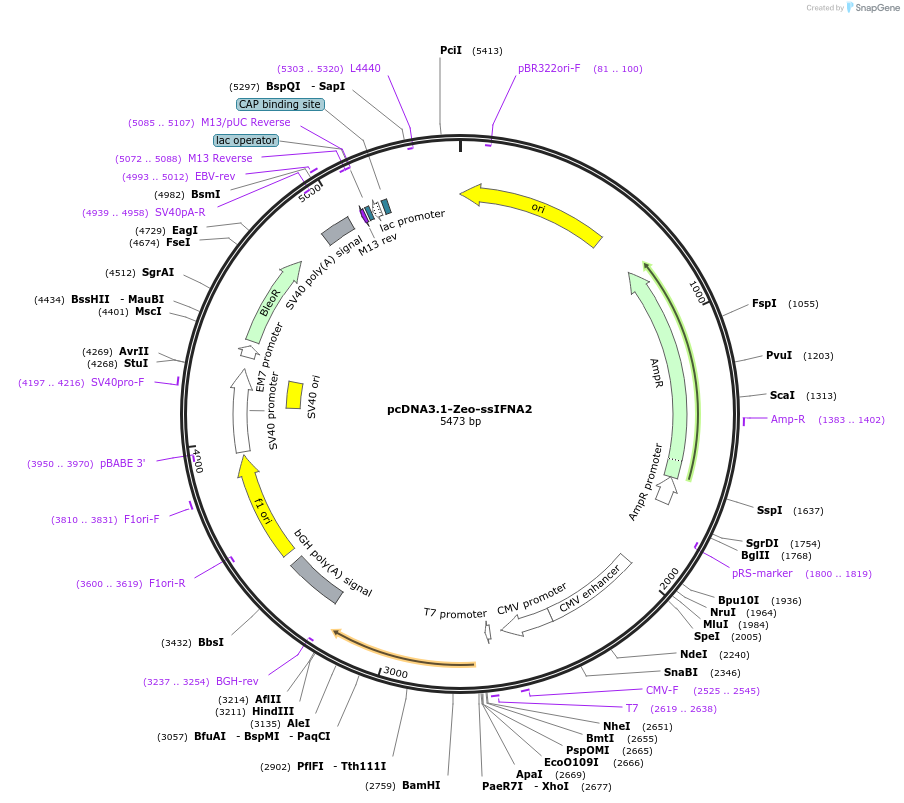 183469-plasmid-map-sequence-id-368077