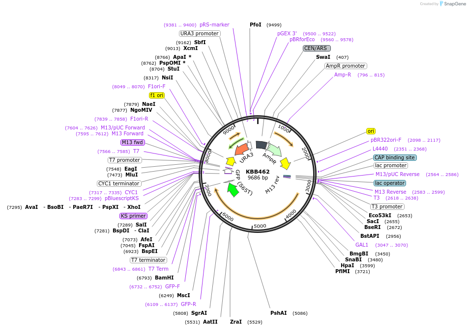 185095-plasmid-map-sequence-id-368080