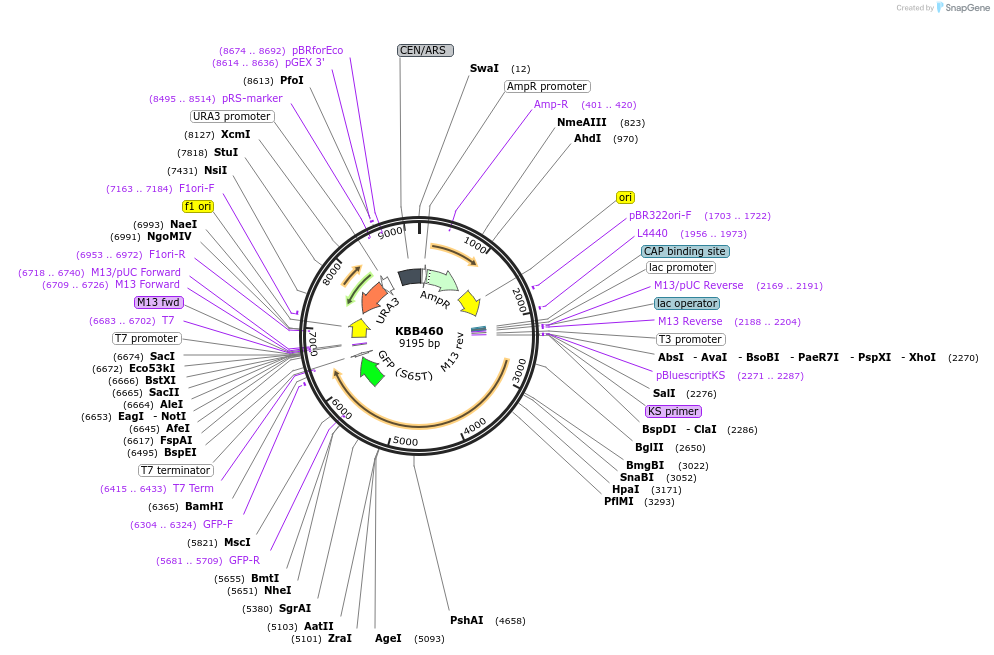 185094-plasmid-map-sequence-id-368081
