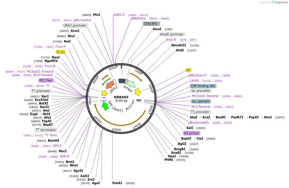 185098-plasmid-map-sequence-id-368083