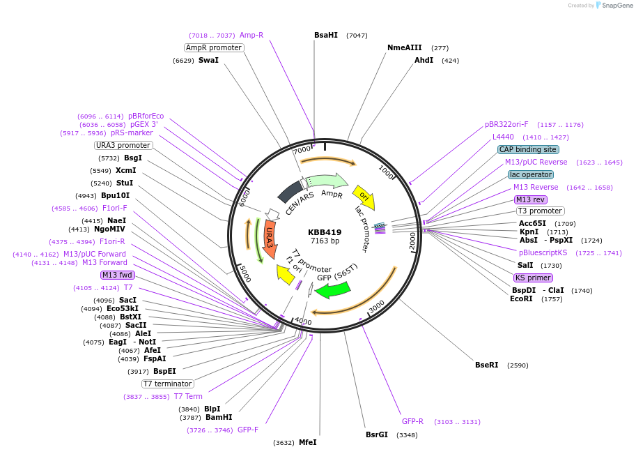 185089-plasmid-map-sequence-id-368084