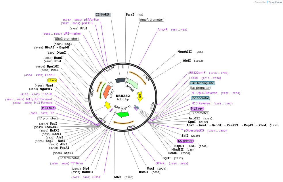 185074-plasmid-map-sequence-id-368085