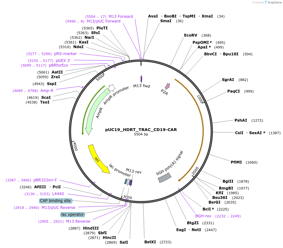183473-plasmid-map-sequence-id-368087