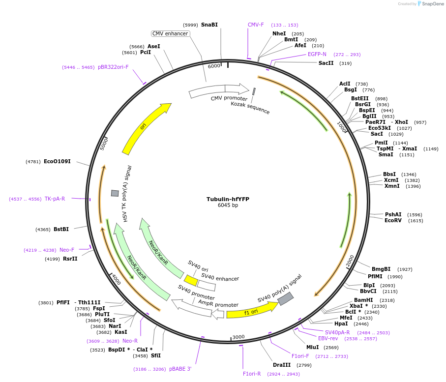 186515-plasmid-map-sequence-id-368091