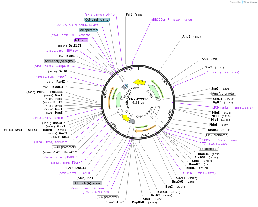 186518-plasmid-map-sequence-id-368092