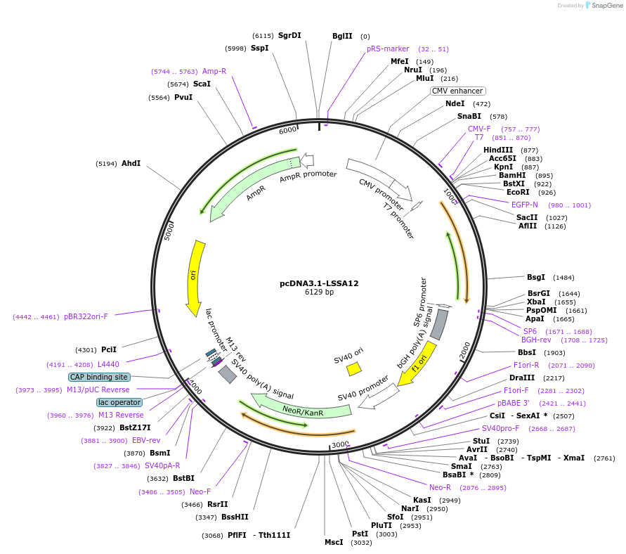 186545-plasmid-map-sequence-id-368094