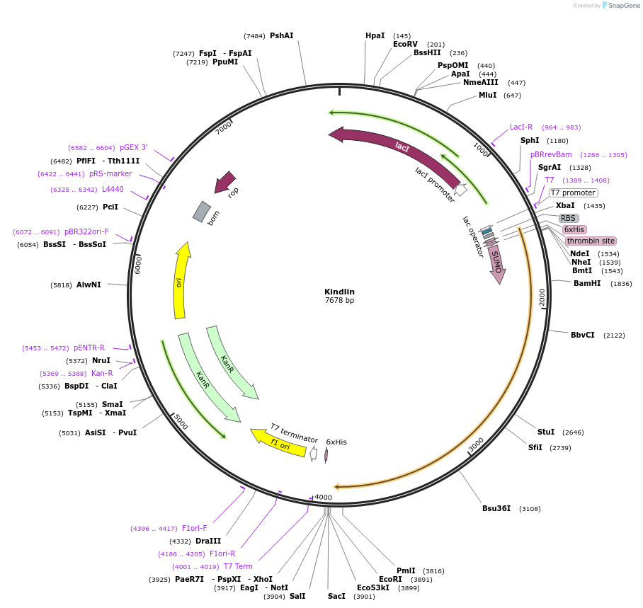186135-plasmid-map-sequence-id-368095