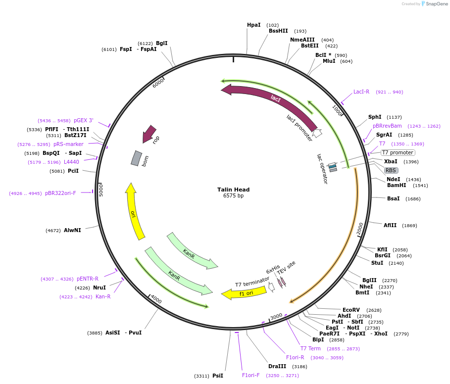 186140-plasmid-map-sequence-id-368096