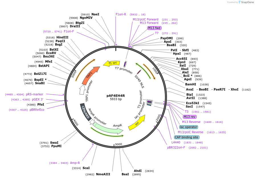 185837-plasmid-map-sequence-id-368099