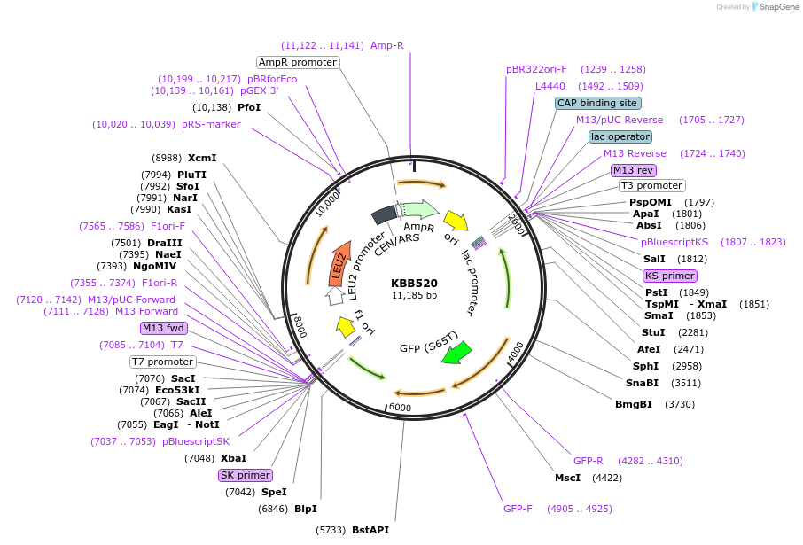 185102-plasmid-map-sequence-id-368106