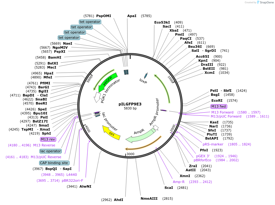 185842-plasmid-map-sequence-id-368107