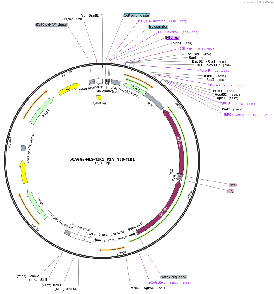 117699-plasmid-map-sequence-id-368109