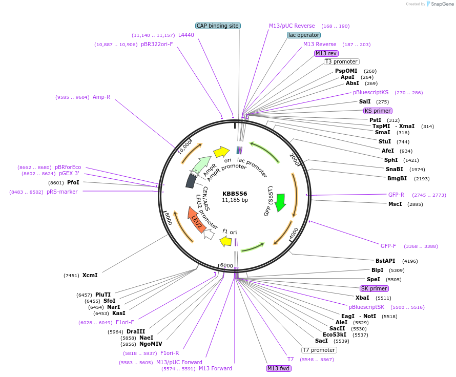 185108-plasmid-map-sequence-id-368110