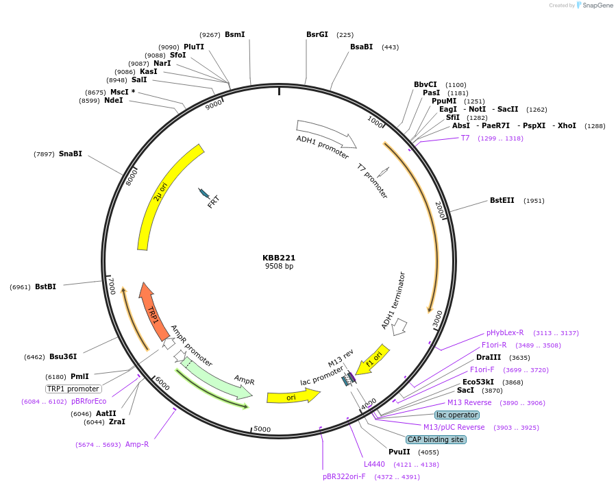 185071-plasmid-map-sequence-id-368131
