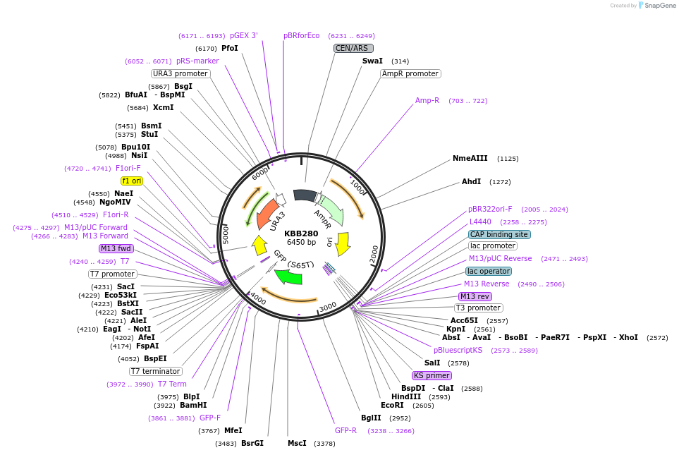 185073-plasmid-map-sequence-id-368133