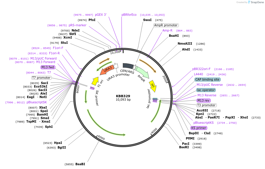 185077-plasmid-map-sequence-id-368134