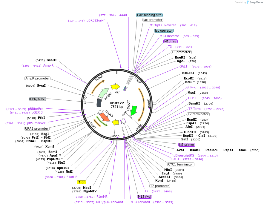 185084-plasmid-map-sequence-id-368135