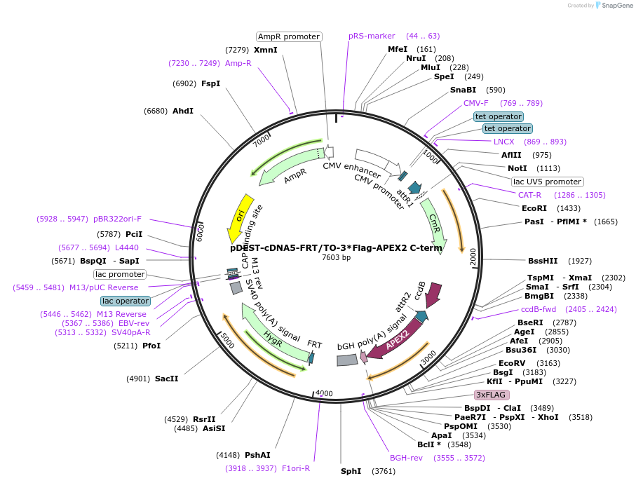 182926-plasmid-map-sequence-id-368136