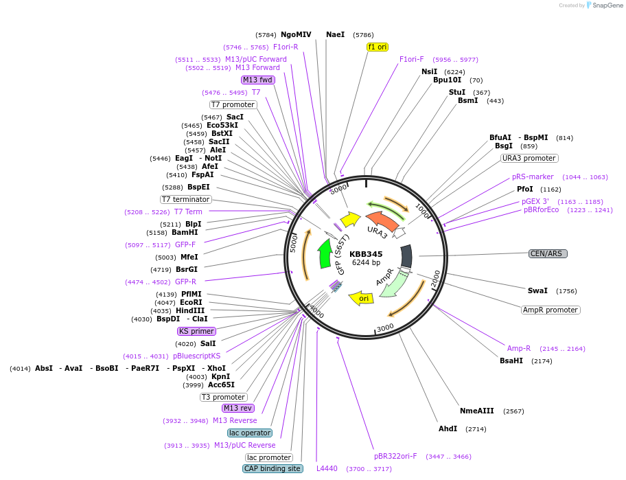 185078-plasmid-map-sequence-id-368137