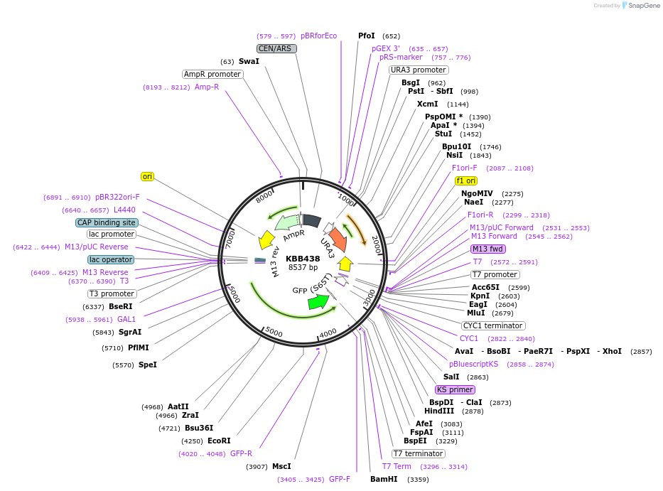 185092-plasmid-map-sequence-id-368140