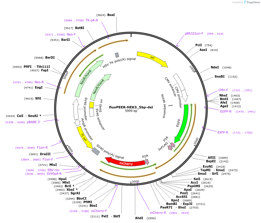 185476-plasmid-map-sequence-id-368141