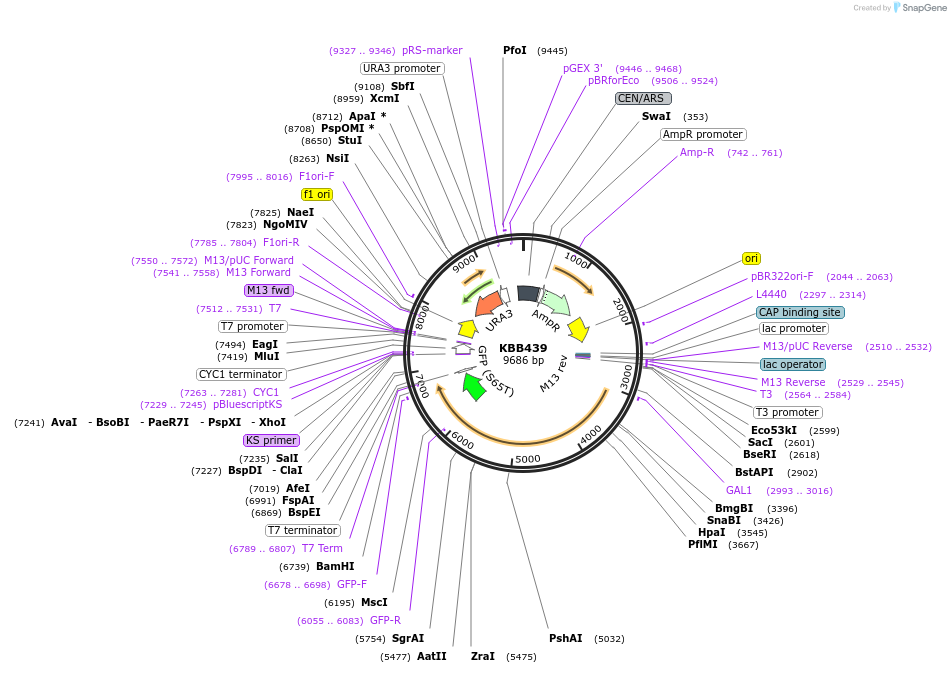 185093-plasmid-map-sequence-id-368142