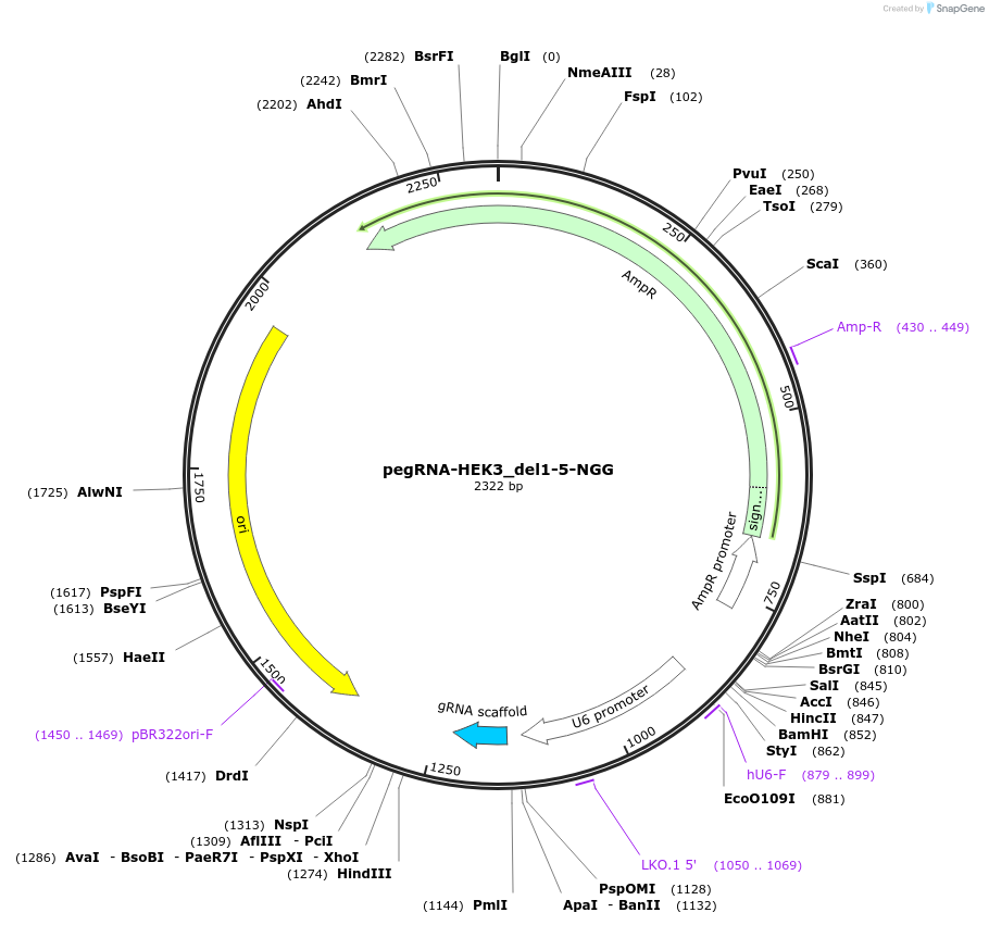 185478-plasmid-map-sequence-id-368143