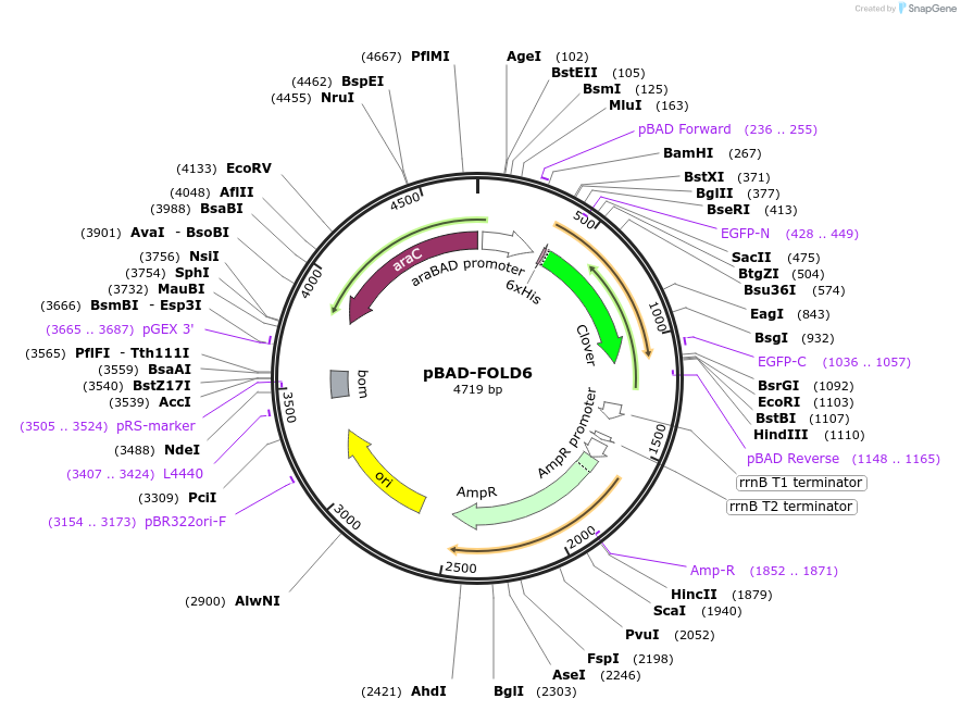 186547-plasmid-map-sequence-id-368145