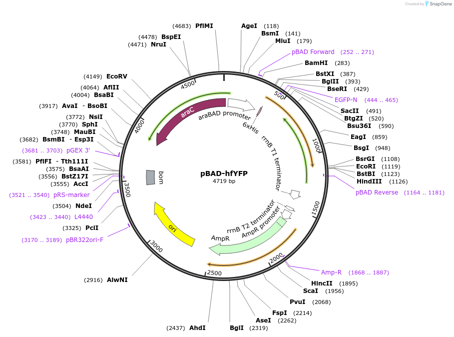 186522-plasmid-map-sequence-id-368146