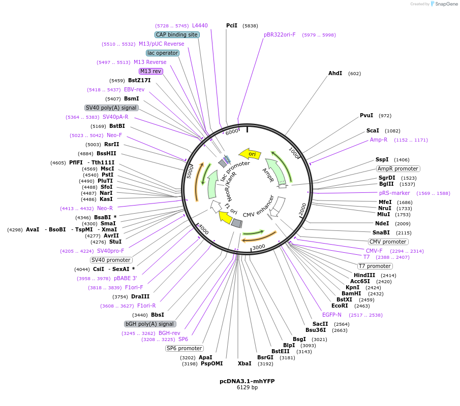 186533-plasmid-map-sequence-id-368148