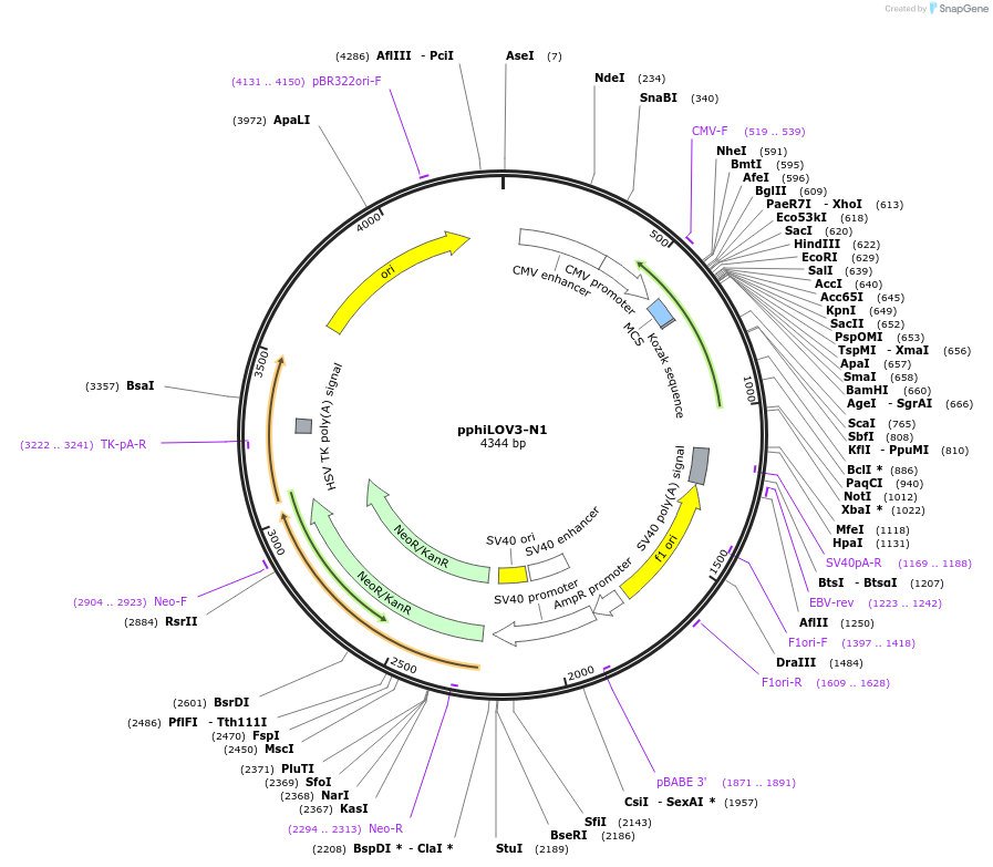 178973-plasmid-map-sequence-id-368150