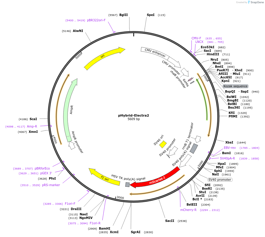 179475-plasmid-map-sequence-id-368152