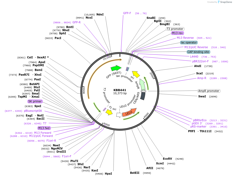185131-plasmid-map-sequence-id-368162