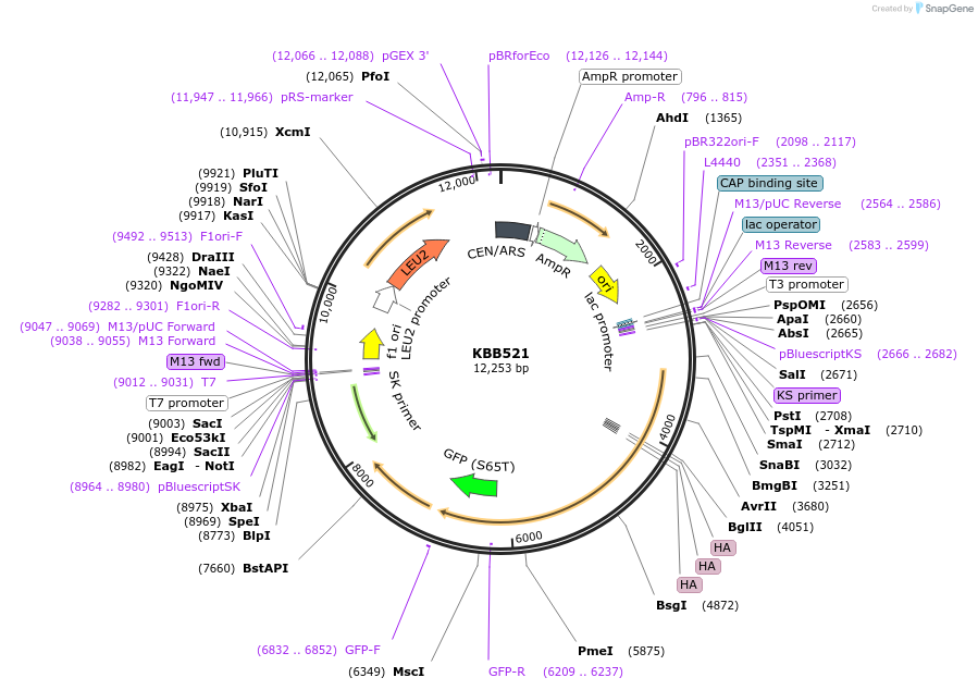 185103-plasmid-map-sequence-id-368166