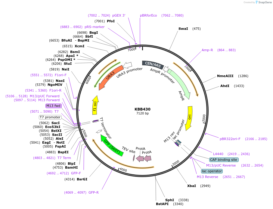 185091-plasmid-map-sequence-id-368167
