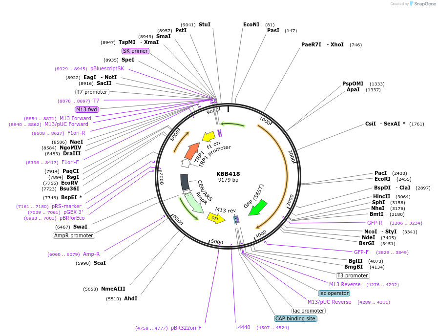 185088-plasmid-map-sequence-id-368168