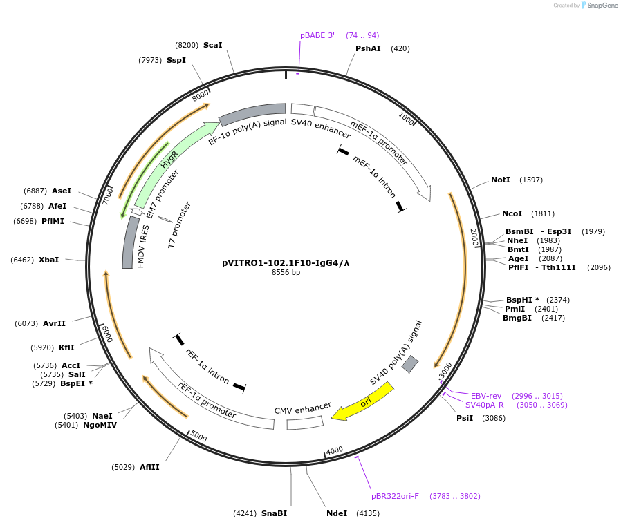 50369-plasmid-map-sequence-id-368213