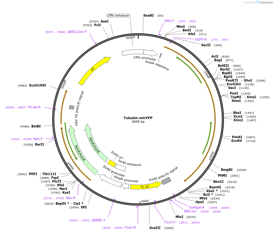 186525-plasmid-map-sequence-id-368214